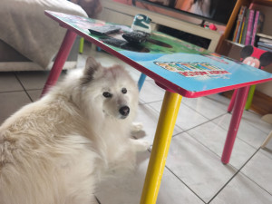 Photo de galerie - Garde chien