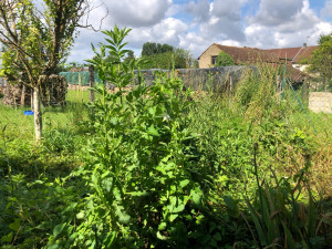 Photo de galerie - Jardin en friche avant intervention 