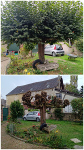 Photo de galerie - Elagage et coupe d'arbres
