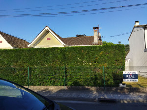 Photo de galerie - Haie de thuya 