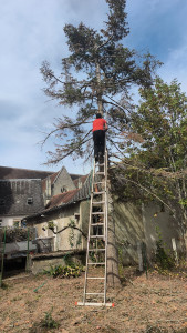 Photo de galerie - Elagage et coupe d'arbres