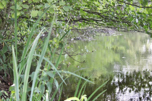 Photo de galerie - Promenade 