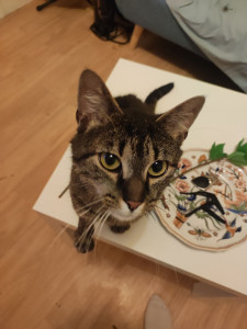 Photo de galerie - Garde de chat à domicile ou au domicile du petsitter.