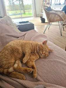 Photo de galerie - Garde chat