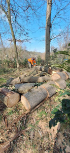 Photo de galerie - élagage abattage 