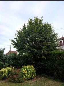 Photo de galerie - élagage d'un grand tilleul chez un particulier 