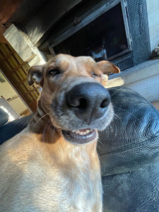 Photo de galerie - Je suis amie des animaux 