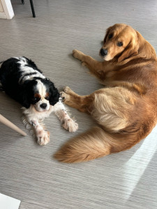 Photo de galerie - Garde animaux