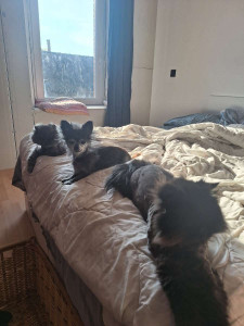 Photo de galerie - Dolly à la maison pendant les vacances de sa maîtresse à aimé la compagnie !