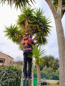 Photo de galerie - Taille feuilles mortes yucca