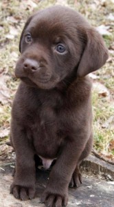 Photo de galerie - Garde animaux