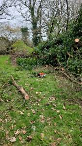 Photo de galerie - Découpe déba

rrassement d'un grand sapin ? De 20 m.
