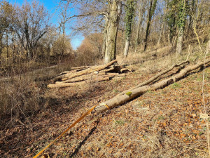 Photo de galerie - Elagage et coupe d'arbres