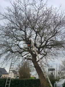 Photo de galerie - Rabattage d'un chêne, pour mieux résister
 aux tempêtes.