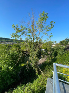 Photo de galerie - À la demande du client nous avons abattu ce sujet. 