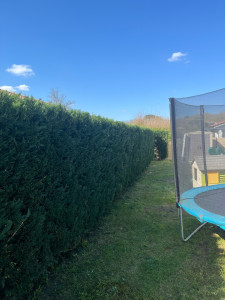 Photo de galerie - Taille de haie 2m50 rabattu à 2m