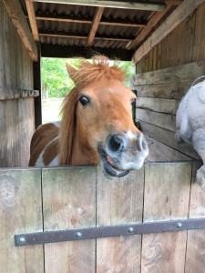 Photo de galerie - Garde animaux