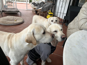 Photo de galerie - Nala,gowron, phileas dont je m'occupe régulièrement 