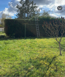 Photo de galerie - Taille de haies et d'arbustes