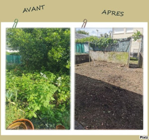 Photo de galerie - Débroussaillage plus abbatage d'arbre avant après intervention
