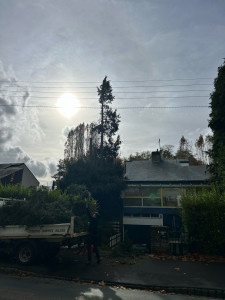 Photo de galerie - Elagage et coupe d'arbres