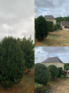 Photo de galerie - Taille d’arbustes 