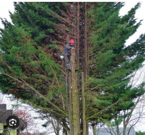 Photo de galerie - Elagage et coupe d'arbres