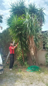 Photo de galerie - Elagage et coupe d'arbres