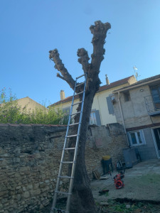 Photo de galerie - Elagage et coupe d'arbres