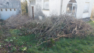 Photo de galerie - Elagage et coupe d'arbres