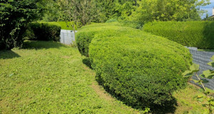 Photo de galerie - Taille arbuste