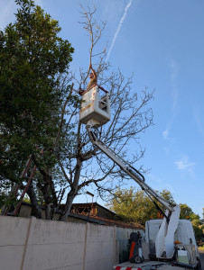 Photo de galerie - élagage d'un châtaigner mise en sécurité et remise en forme 