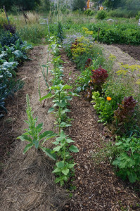 Photo de galerie - Exemple d'aménagement de potager en permaculture