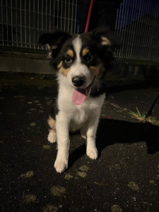 Photo de galerie - Akira est une chienne incroyablement mignonne ! Je me suis occupée d’elle le temps d’une semaine. Nous avons fait plein de balades, c’était génial !