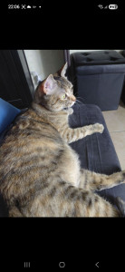 Photo de galerie - Garde chat