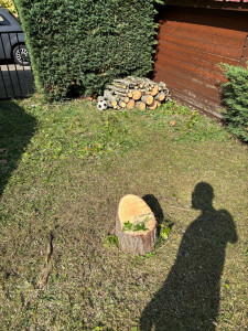 Photo de galerie - Elagage et coupe d'arbres