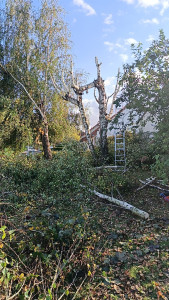 Photo de galerie - Elagage, haie, clôture
