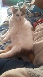 Photo de galerie - Garde d'animaux 