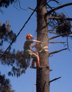 Photo de galerie - élagages 