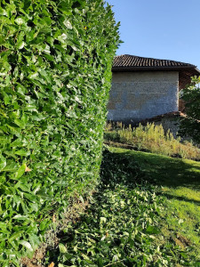 Photo de galerie - Taille de haies et d'arbustes