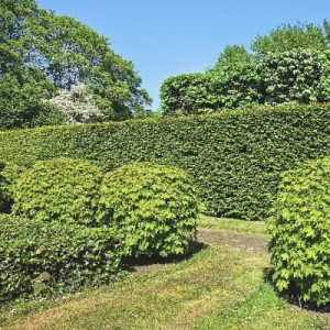 Photo de galerie - Taille buissons