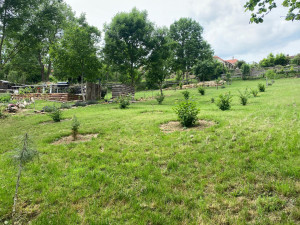 Photo de galerie - Tonte / débroussaillage 