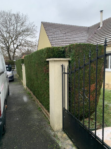 Photo de galerie - Taille haie après 