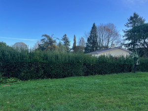 Photo de galerie - Taille d’une haie ( lauriers sauces ) AVANT 