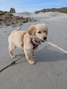Photo de galerie - Balade à la mer avec un bébé Golden 
