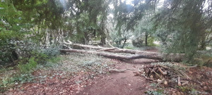 Photo de galerie - Habatage et nettoyage de bois 