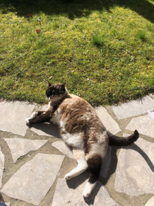 Photo de galerie - Garde chat