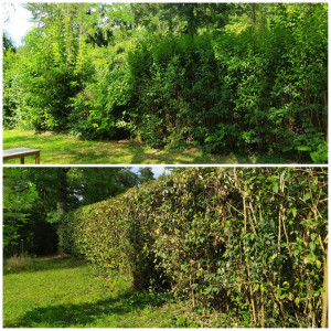 Photo de galerie - Taille de haies et d'arbustes