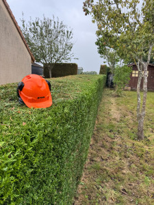 Photo de galerie - Taille de haies et d'arbustes