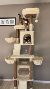 Photo de galerie - Les deux sœurs dans leur grand arbre à chat 